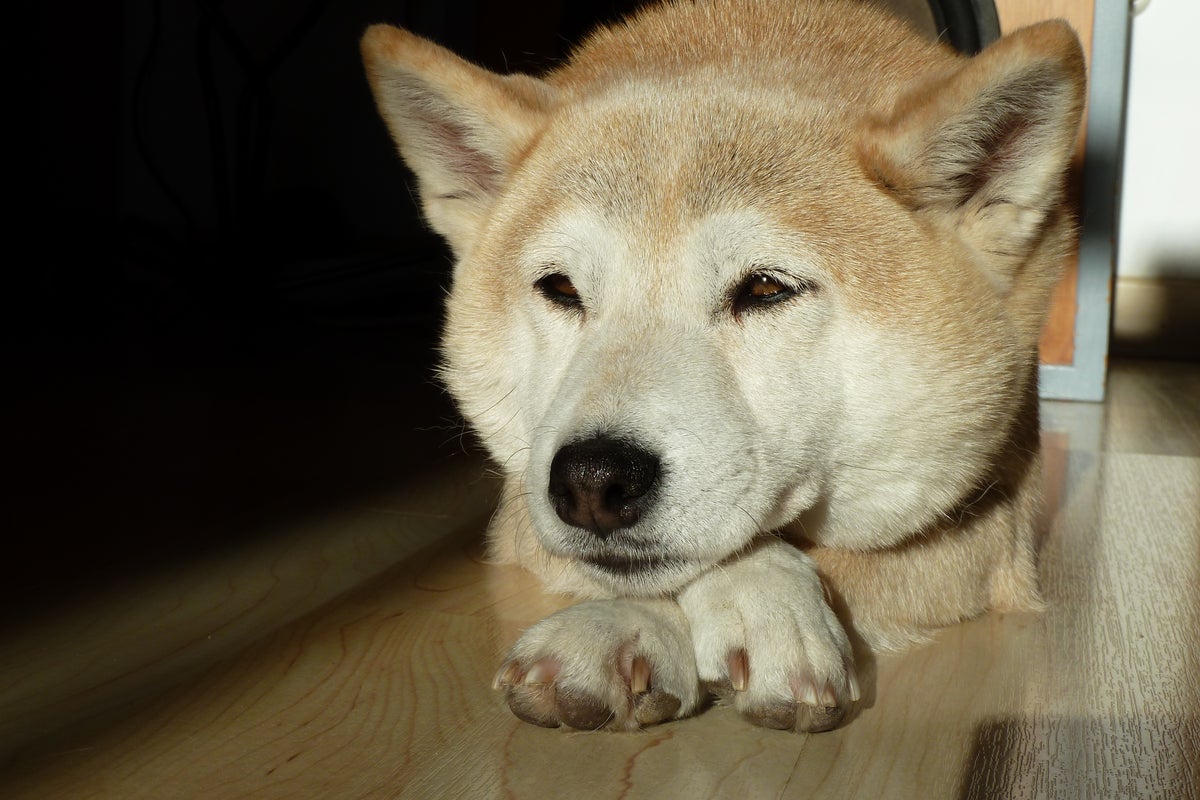 Dogecoin Copycat On BNB Chain Tanks 99% In $4.5M 'Soft Rug Pull'