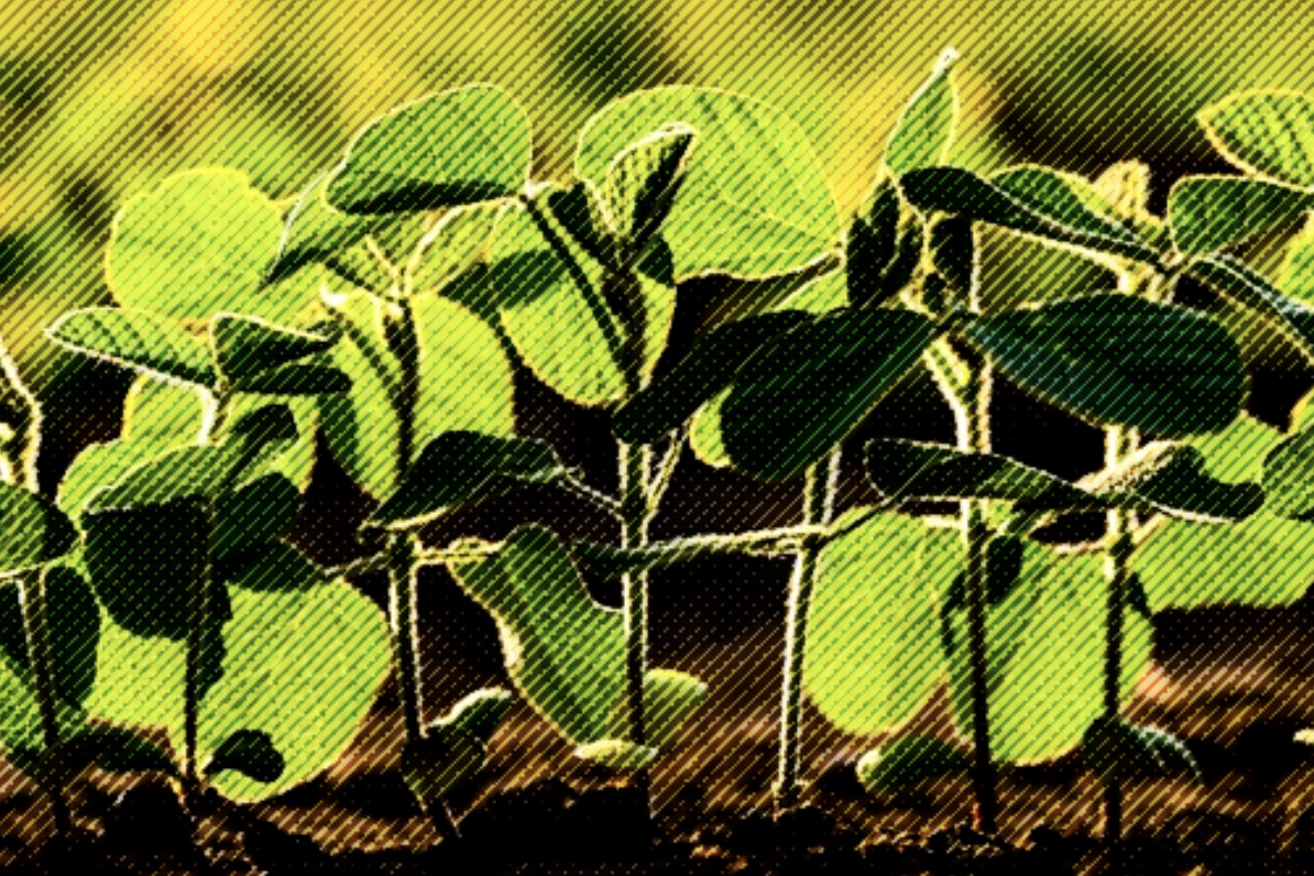 U.S. Organic Soybean Volatility Persists Following Global Disruptions