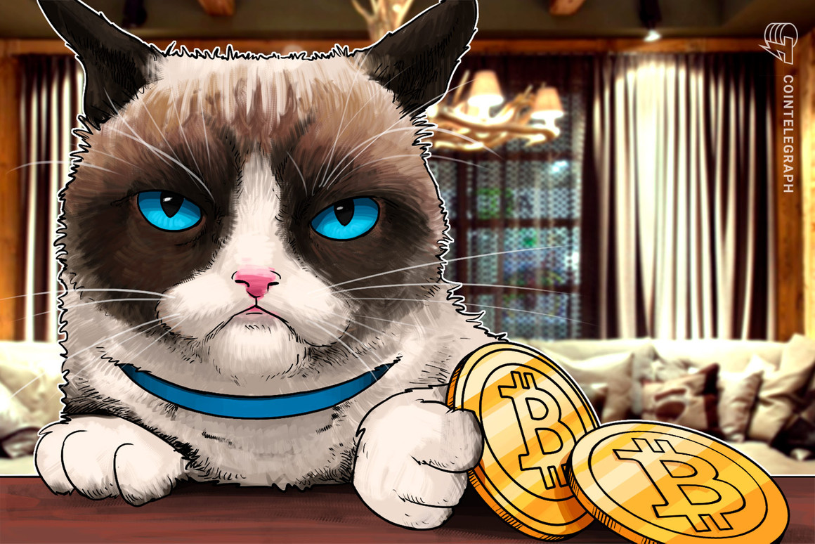 Cat spoils Bitcoin node during price crash with ‘dirty protest’