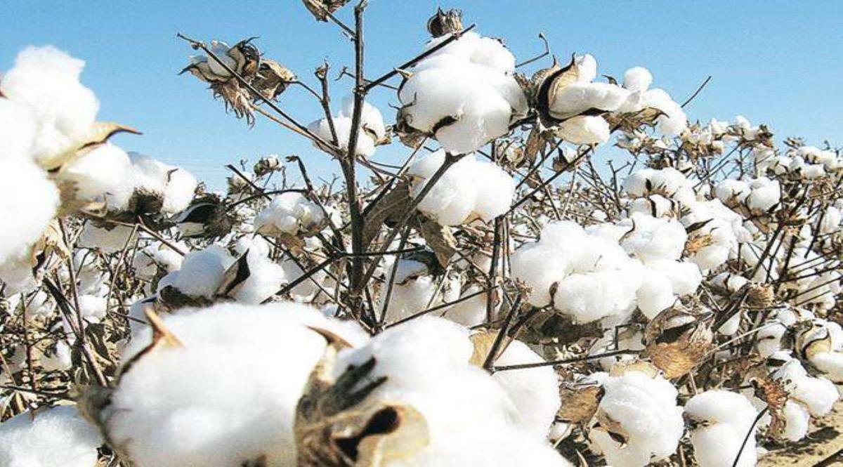 In fact, cotton brokers are anticipating a cooling off of cotton prices to below Rs 65000 per candy (356 kg per candy) once the fresh cotton crop hits the market in October this year.