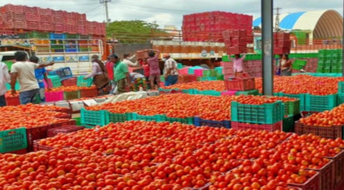 According to data by the department of consumer affairs, although average retail prices of tomato are still higher than the year ago period, prices have fallen by more than 17% to Rs 43 a kg on Saturday compared to a month ago.