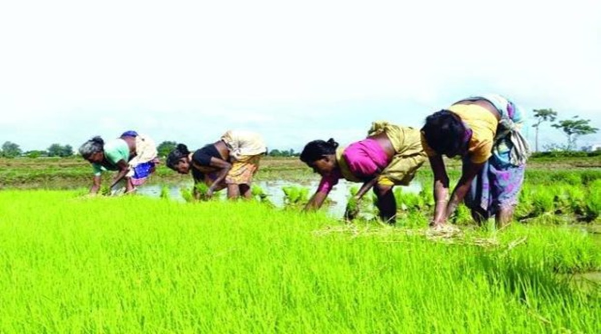 Paddy acreage down 17 per cent so far in kharif season: Official data