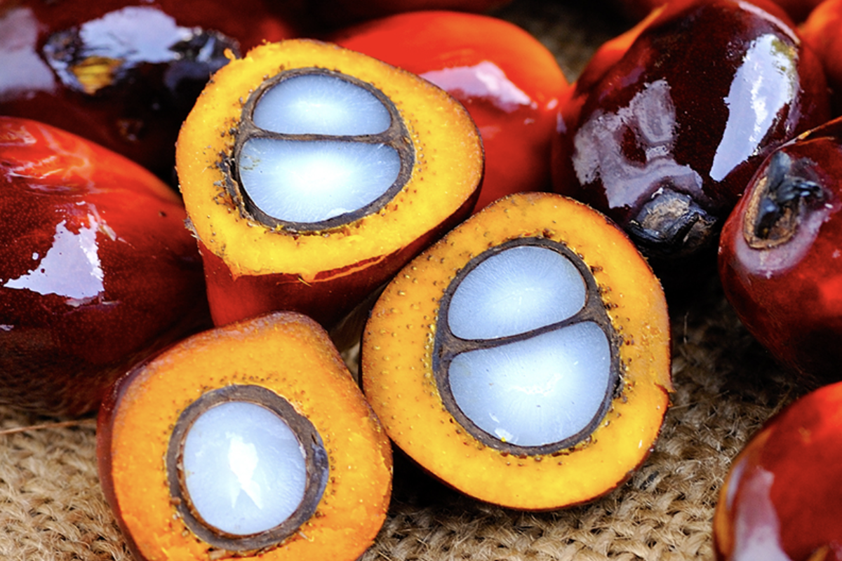 Palm Oil Monthly Update – August 2022