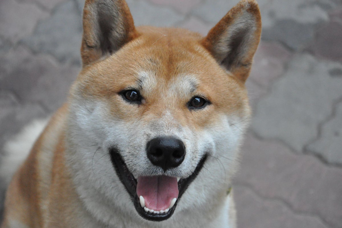 SHIBA INU (SHIB/USD) – Why Dogecoin Rival Shiba Inu Is Selling Off