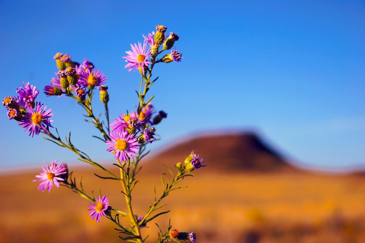 Equity In New Mexico: State Courts Ask For Help With Cannabis Expungement