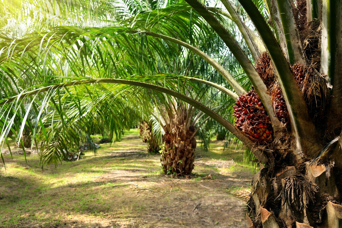 Palm Oil Monthly Update – November 2022 – CME Group