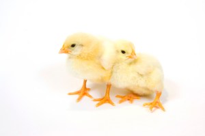 two baby chicks